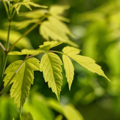 Érable negundo | Acer negundo