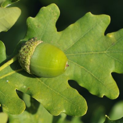Chêne Pédonculé  | Quercus robur