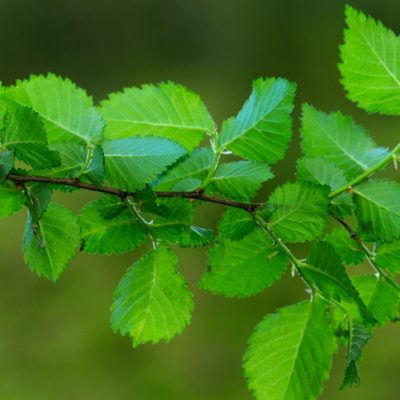 Orme Anglais | Ulmus procera